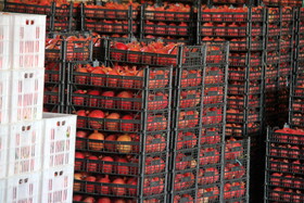 پاییز سرخ لرستان در انارستان زیر تنگ سیاب - کوهدشت