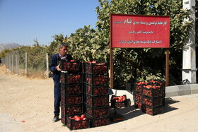 پاییز سرخ لرستان در انارستان زیر تنگ سیاب - کوهدشت