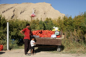 پاییز سرخ لرستان در انارستان زیر تنگ سیاب - کوهدشت
