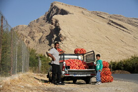 پاییز سرخ لرستان در انارستان زیر تنگ سیاب - کوهدشت