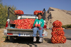پاییز سرخ لرستان در انارستان زیر تنگ سیاب - کوهدشت