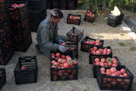 پاییز سرخ لرستان در انارستان زیر تنگ سیاب - کوهدشت