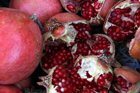 پاییز سرخ لرستان در انارستان زیر تنگ سیاب - کوهدشت