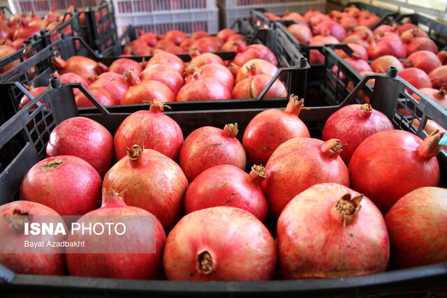عراق خریدار ۸۵ درصد از انار صادراتی ایران