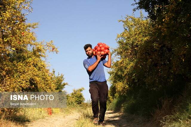 وقتی اصلاح الگوی کشت به کمک انار خراسان جنوبی میآید