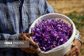 زعفران ملایر، محصولی کم‌آب‌بر با سودی پررنگ در اقتصاد محلی