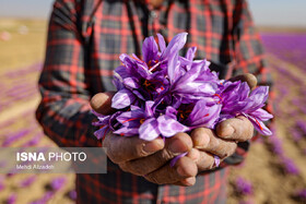 کلکسیونی زنده از بنه همه گونه‌های ایرانی جنس زعفران ایجاد شد