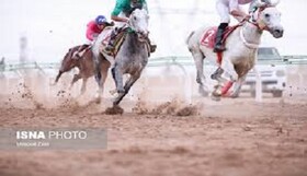 تهدید نژاد اصیل اسب سیستانی با ورود بی‌رویه اسب‌های غیربومی