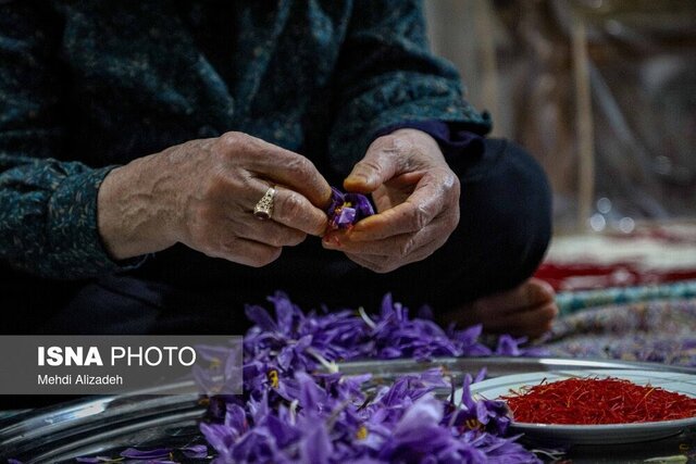 زعفران ملایر، محصولی کمآببر با سودی پررنگ در اقتصاد محلی