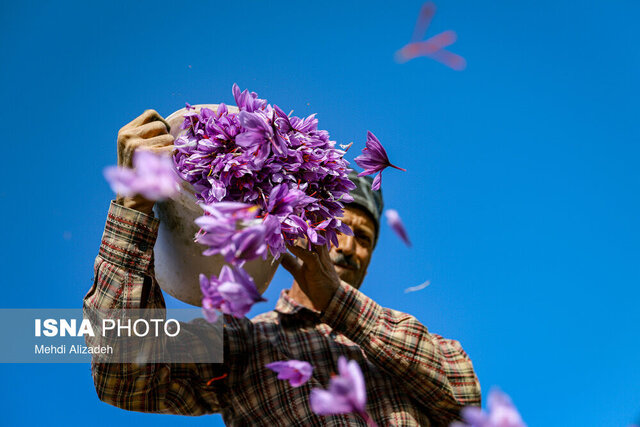زعفران ملایر، محصولی کم‌آب‌بر با سودی پررنگ در اقتصاد محلی