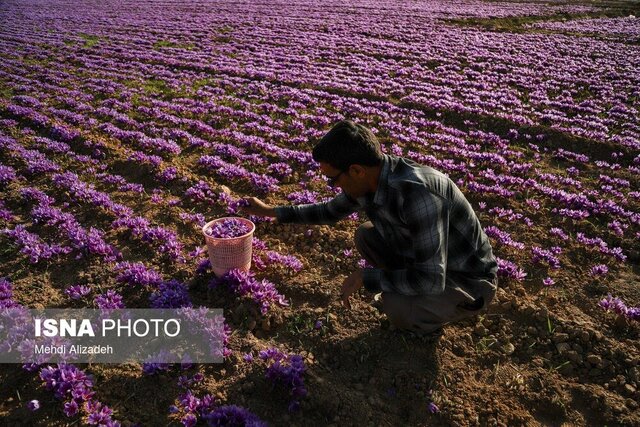 زعفران ملایر، محصولی کم‌آب‌بر با سودی پررنگ در اقتصاد محلی