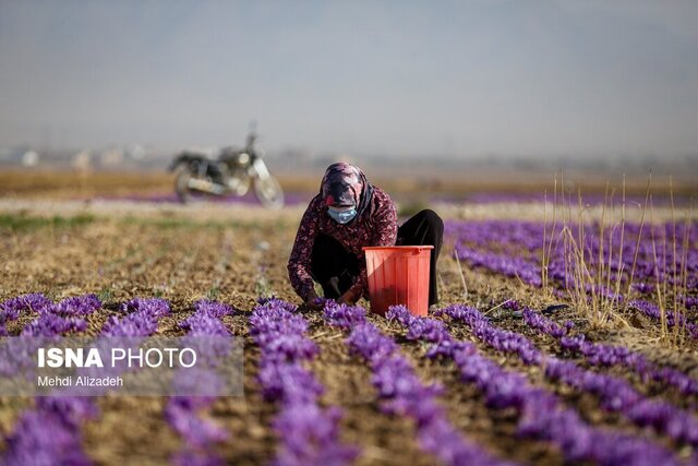 زعفران ملایر، محصولی کم‌آب‌بر با سودی پررنگ در اقتصاد محلی