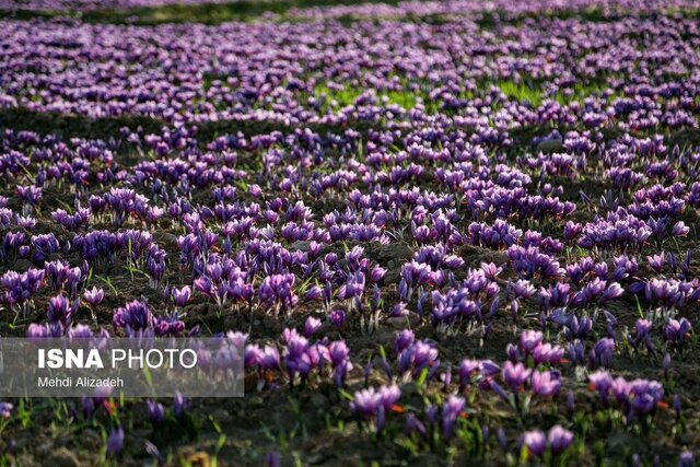 زعفران ملایر، محصولی کم‌آب‌بر با سودی پررنگ در اقتصاد محلی