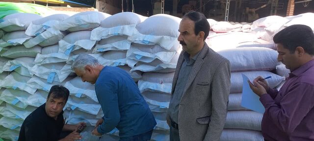 ایلام ظرفیت تولید بذر کیفی دارد/نتیجه پایش‌ها مبنای برنامه‌های بهبود کیفیت خواهد بود