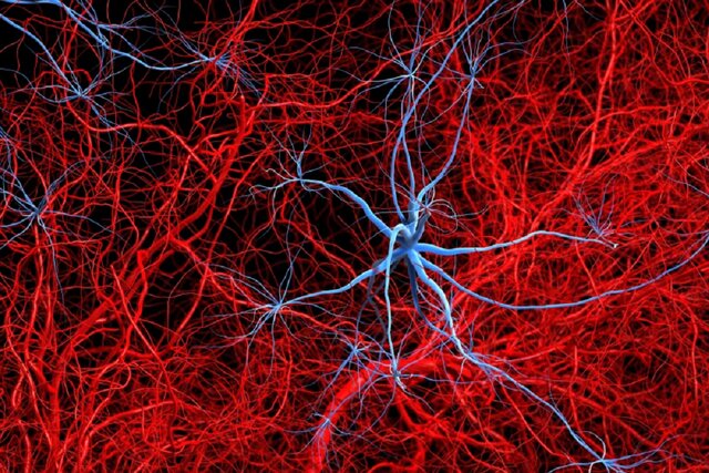 آلزایمر با تخریب عصب‌ها در بافت چربی، فراتر از مغز اثر می‌گذارد