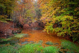 سوادکوه؛ مقصدی برای تماشای زودترین پاییز شمال