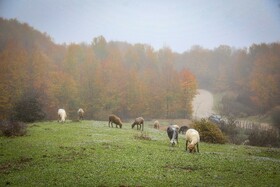 سوادکوه؛ مقصدی برای تماشای زودترین پاییز شمال