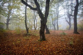سوادکوه؛ مقصدی برای تماشای زودترین پاییز شمال