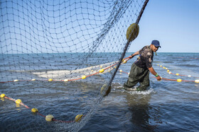 صید ماهی به روش پره _ساحل گهرباران ساری