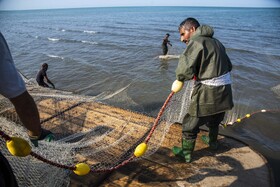 صید ماهی به روش پره _ساحل گهرباران ساری