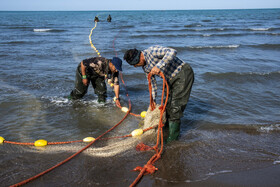 صید ماهی به روش پره _ساحل گهرباران ساری