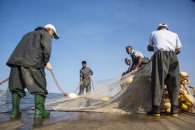 جمع آوری تورهای به دریا انداخته توسط صیادان 