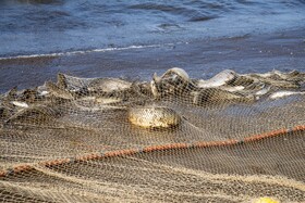 ماهی کپور، سفید و اردک‌ماهی از جمله ماهیان استخوانی است که درفصل صید در دام صیادان گرفتار میشوند