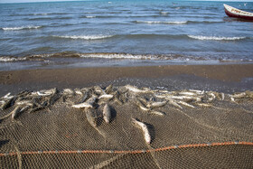 صید ماهی به روش پره _ساحل گهرباران ساری