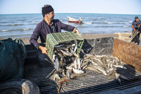 ماهی کپور، سفید و اردک‌ماهی از جمله ماهیان استخوانی است که درفصل صید در دام صیادان گرفتار میشوند