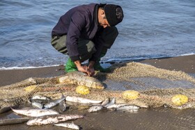 صید ماهی به روش پره _ساحل گهرباران ساری