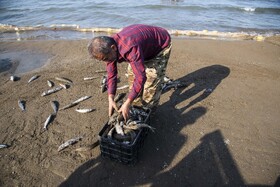 صید ماهی به روش پره _ساحل گهرباران ساری