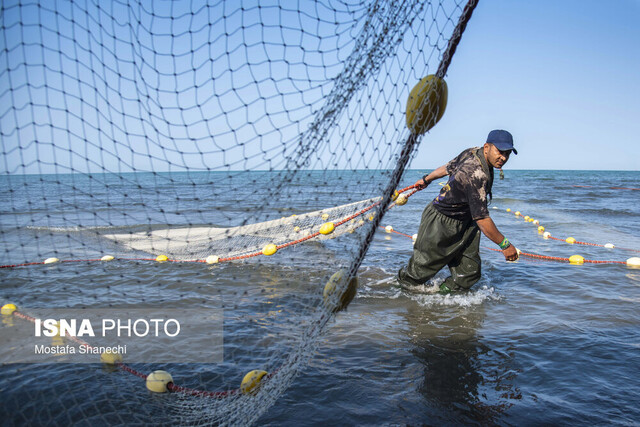 صید ماهی به روش پره در ساحل گهرباران  - ساری