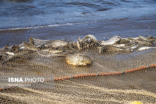 افزایش سهم ایران از صید تون‌ماهیان اقیانوس هند/  وابستگی ۱۵ درصدی به واردات