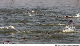 ضرورت بازسازی ذخایر دریایی