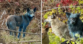 سگ‌های منطقه ممنوعه چرنوبیل به رنگ آبی روشن درآمده‌اند!