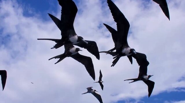 مستند در قاب سیما