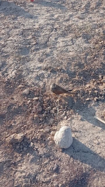 شناسایی کوخه غیرمجاز صیادان پرندگان شکاری در آرادان و کشف 2 دلیجه در بند