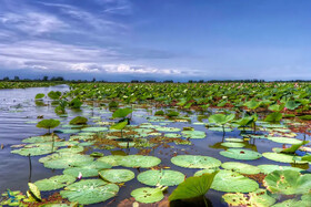 تهیه شناسنامه‌ حفاظتی از راهکارهای مهم برای نجات تالابها
