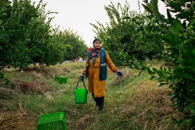 برداشت نارنگی از باغ‌های هاشم‌آباد - گرگان