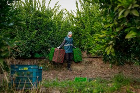 برداشت نارنگی از باغ‌های هاشم‌آباد - گرگان