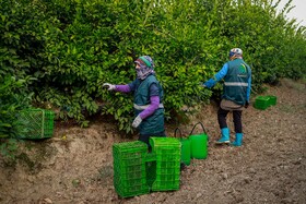 برداشت نارنگی از باغ‌های هاشم‌آباد - گرگان