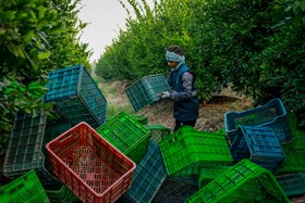 برداشت نارنگی از باغ‌های هاشم‌آباد - گرگان