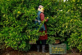 برداشت نارنگی از باغ‌های هاشم‌آباد - گرگان