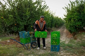 برداشت نارنگی از باغ‌های هاشم‌آباد - گرگان