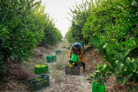 برداشت نارنگی از باغ‌های هاشم‌آباد - گرگان