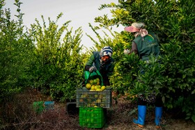 برداشت نارنگی از باغ‌های هاشم‌آباد - گرگان