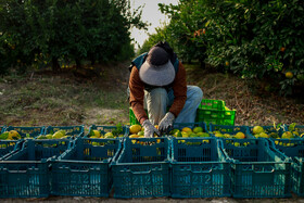 برداشت نارنگی از باغ‌های هاشم‌آباد - گرگان