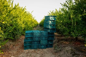 برداشت نارنگی از باغ‌های هاشم‌آباد - گرگان