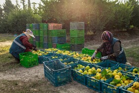 برداشت نارنگی از باغ‌های هاشم‌آباد - گرگان