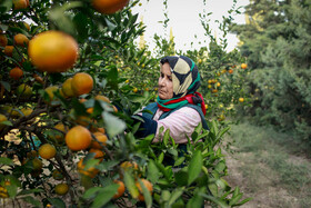 برداشت نارنگی از باغ‌های هاشم‌آباد - گرگان